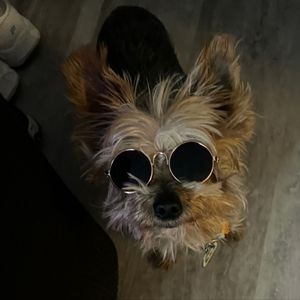 NEW Pet Sunglasses Cat 🐈 😻 Dog 🐕 L👀K